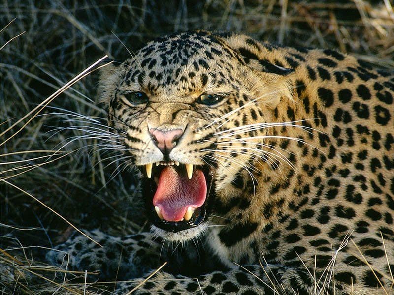 Bardia National Park Safari