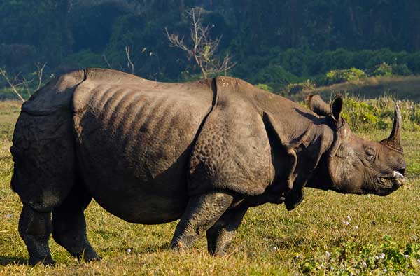Chitwan Rhino Safari